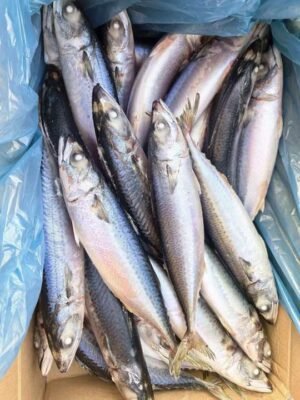 Sea Frozen Pacific Mackerel 300 500g