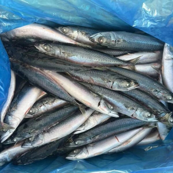 Sea Frozen Pacific Mackerel No 6