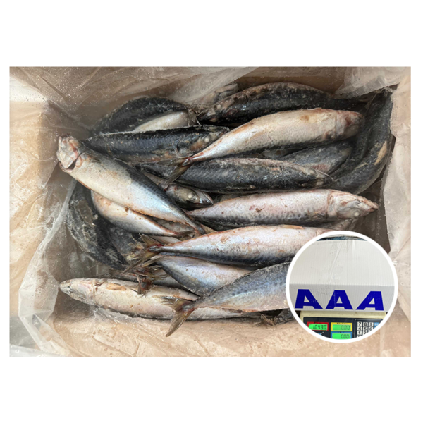 Sea Frozen Scomber Japonicus 180 250G