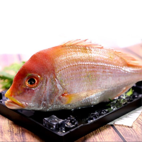 Seafood Frozen Red Tilapia Fish Iqf