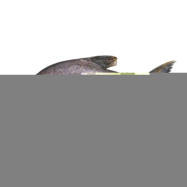 Seafood Red Pomfret Fish Price Red