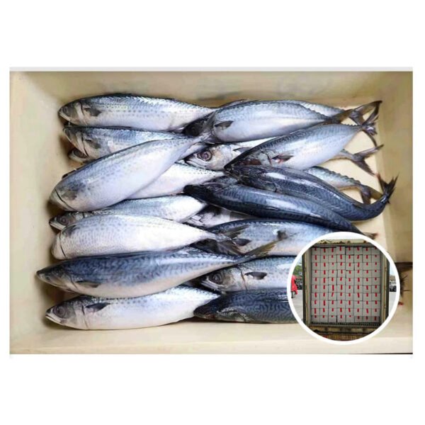 Seafood Scomber Australasicus Frozen Pacific Mackerel Seafood Scomber Australasicus Frozen Pacific Mackerel