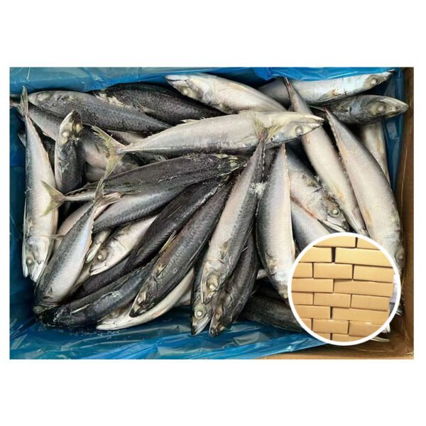 Seafrozen Pacific Mackerel Frozen IQF Bulk