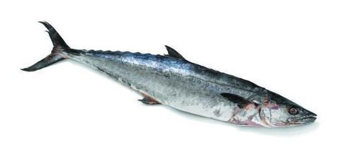 Seer Fish Kingfish Neymeen Kanaad Whole Cleaned 2kg Qualityf Seer Fish Kingfish Neymeen Kanaad Whole Cleaned 2kg Qualityf — premium quality