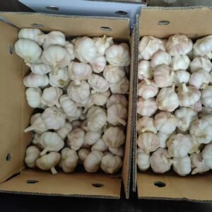 Sell Tunis FRESH Red Color Garlic