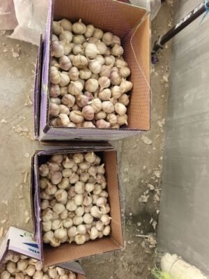 Shandong Galic Bulbs Fresh Garlic Normal