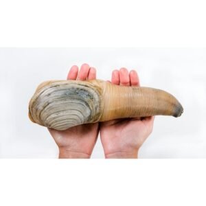 Shellfish