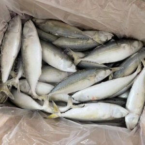 Short Body Mackerel Fish Frozen Indian