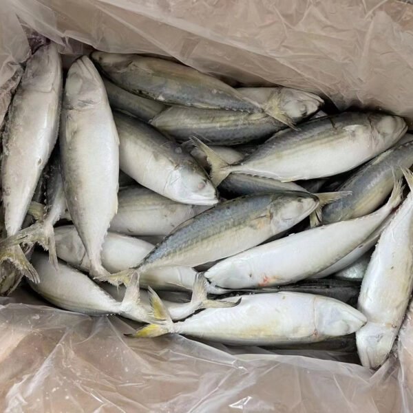 Short Body Mackerel Fish Frozen Indian