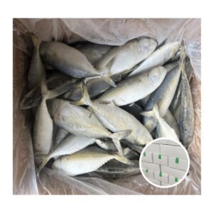 Short Body Mackerel Premium Fish Exported