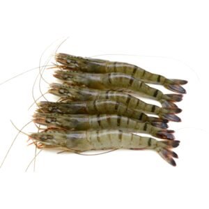 Shrimp