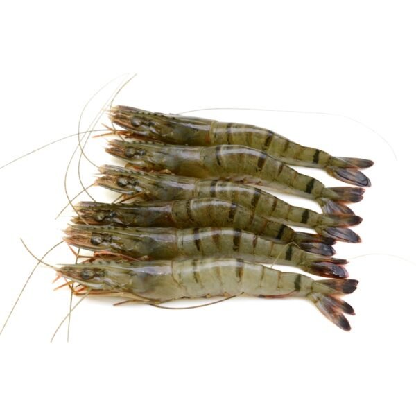 Shrimp