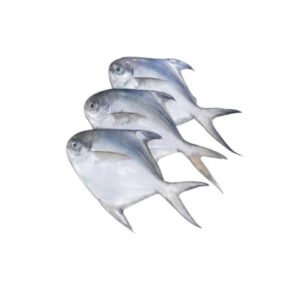 Silver Pomfret Avoli Zubaidi Whole Cleaned 500g — premium quality