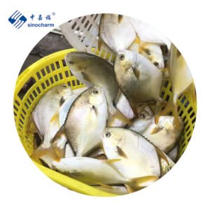 Sinocharm Fresh Frozen Fish Whole Round