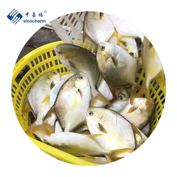 Sinocharm Fresh Frozen Fish Whole Round Sinocharm Fresh Frozen Fish Whole Round