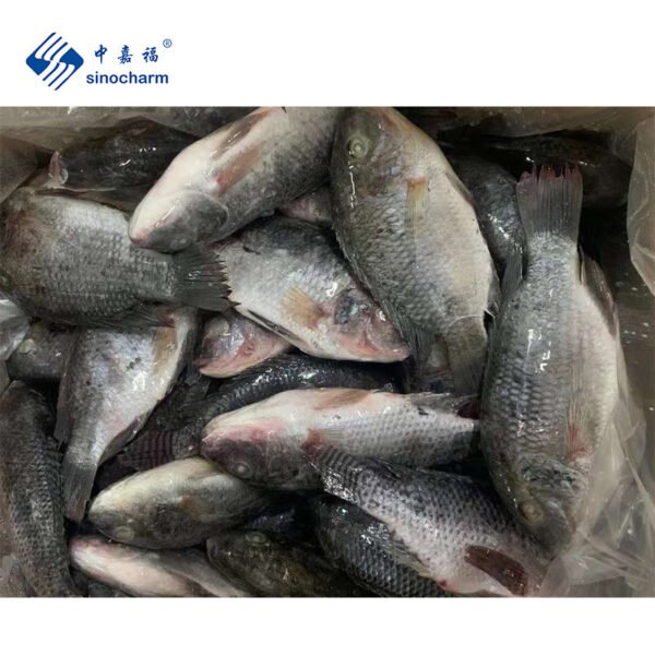 Sinocharm IQF Black Fish Supplier Per