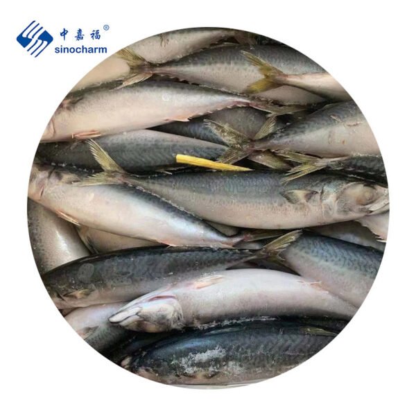 Sinocharm Seafoods Frozen Mackerel Pacific Seafood