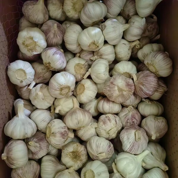 Small Size Fresh Garlic in China Small Size Fresh Garlic in China