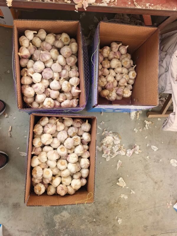 Snow White Pure White Varieties Cold