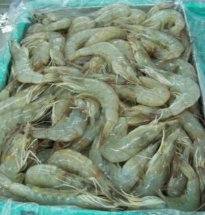 South African Exports Hot Selling Frozen