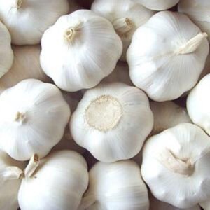 South African ISO Certified Fresh White