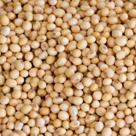Soybeans Bulk Dried High Quality Common