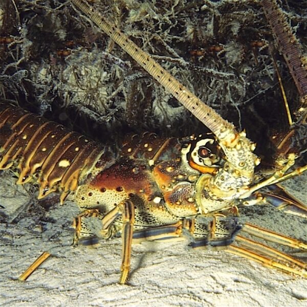 Spiny Lobster Spiny Lobster