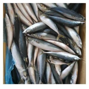 Stock Quality Bulk Frozen Pacific Mackerel