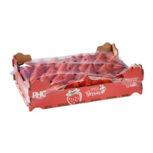 Strawberry Spain 1 kg Box — premium quality