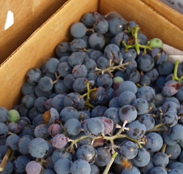 Superior ISO Certified Premium Seedless Champagne