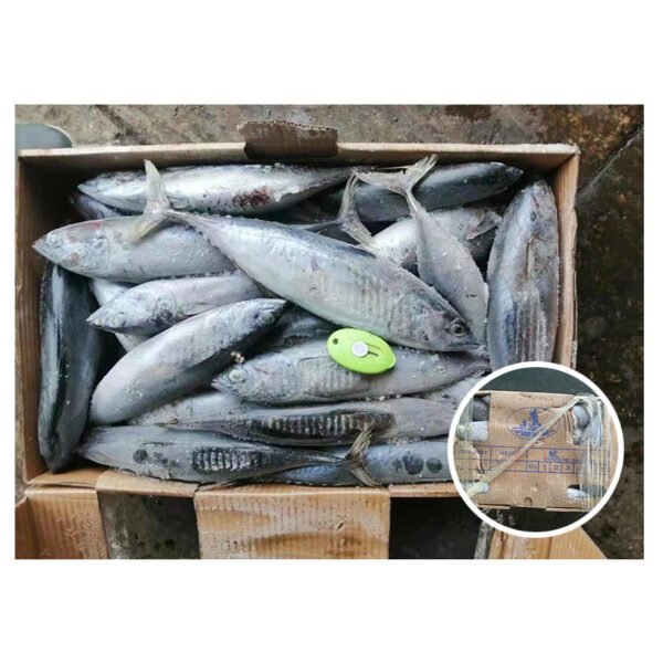 Supplier in China Frozen Bonito Tuna
