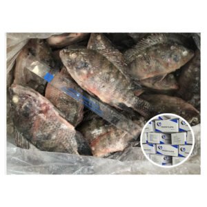 Supply 500 800gr Frozen Tilapia Fish