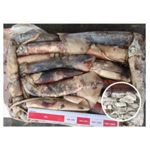 Supply Good Quality Raw Squid Calamari
