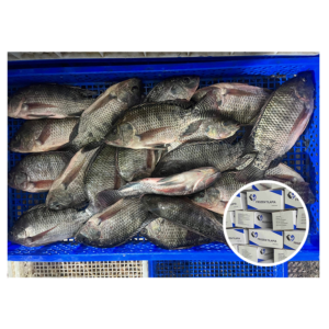 Supply Whole Round Tilapia 500 800G
