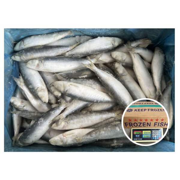 Supplying Available Sardinella Aurita IQF 8