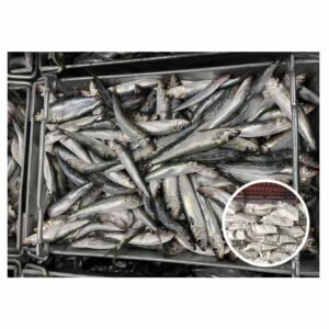 Supplying Seafood Fishes 40 60g Mackerel