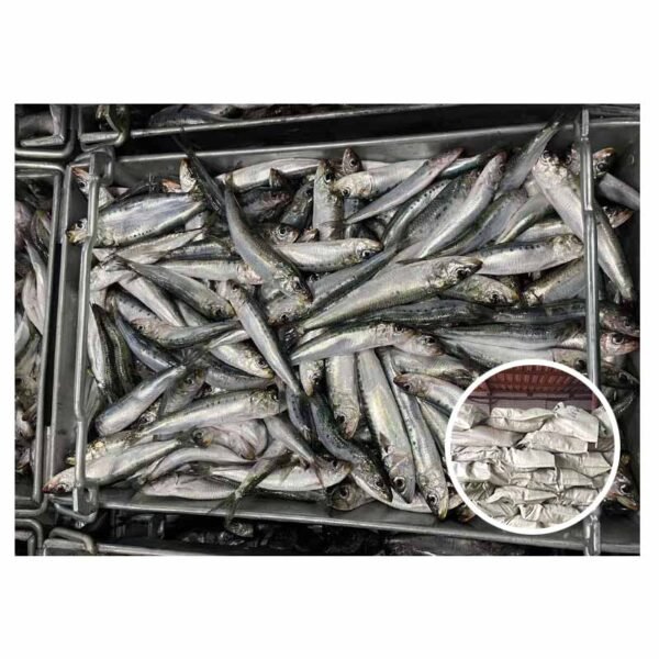 Supplying Seafood Fishes 40 60g Mackerel