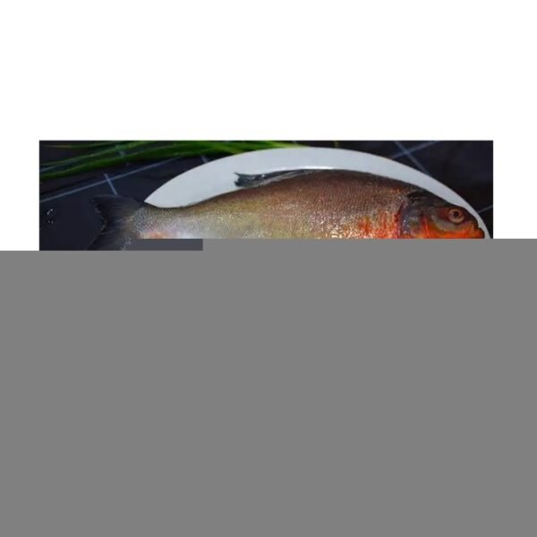 Taiseng Seafood Frozen Fish Golden Pompano Taiseng Seafood Frozen Fish Golden Pompano