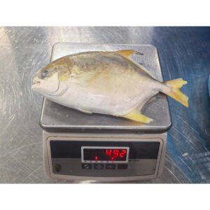Taiseng Seafoods Brand High Quality IQF