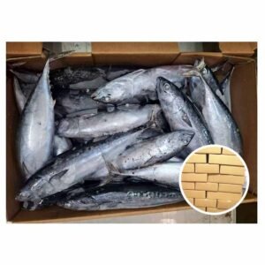 Taiwan Origin 100 N W Auxis