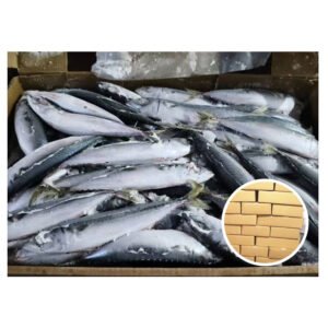 Taiwan Origin Mackerel Fish Scomber Japonicus