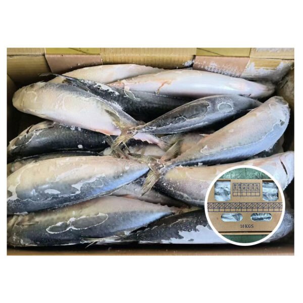 Taiwan Origin Scomber Japonicus 400 600g Taiwan Origin Scomber Japonicus 400 600g