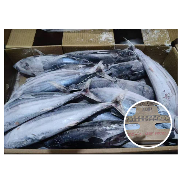Taiwan Origin Skipjack Tuna 500 1000G Taiwan Origin Skipjack Tuna 500 1000G