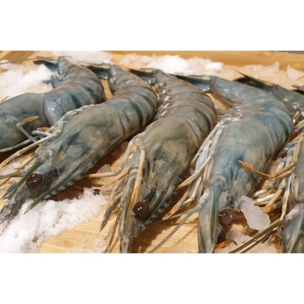 Tiger Prawn