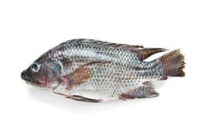 Tilapia Boulty Whole Cleaned 500g Tilapia Boulty Whole Cleaned 500g — premium quality