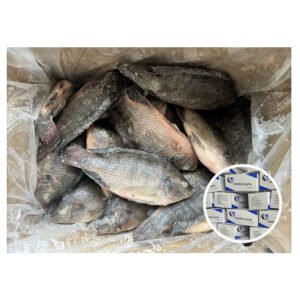Tilapia Farm Fish Competitive Price 300