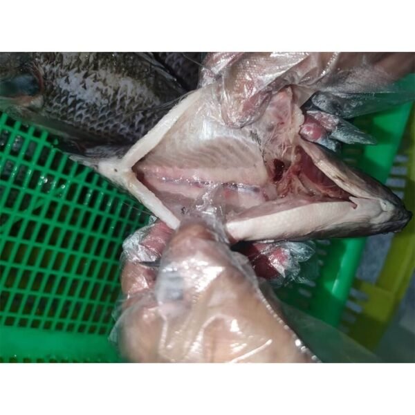 Tilapia Gutted Scaled Iqf Supplier From Tilapia Gutted Scaled Iqf Supplier From