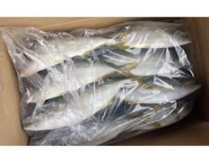 Top Export Quality IQF Frozen Yellowtail