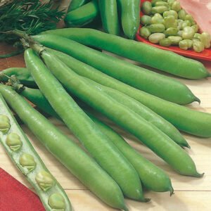 Top Grade Broad Beans Dried 25kg