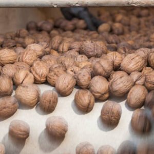 Top Grade Dried Raw Walnuts South